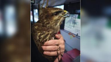 Białobrzegi.  Myszołów uderzył w autobus